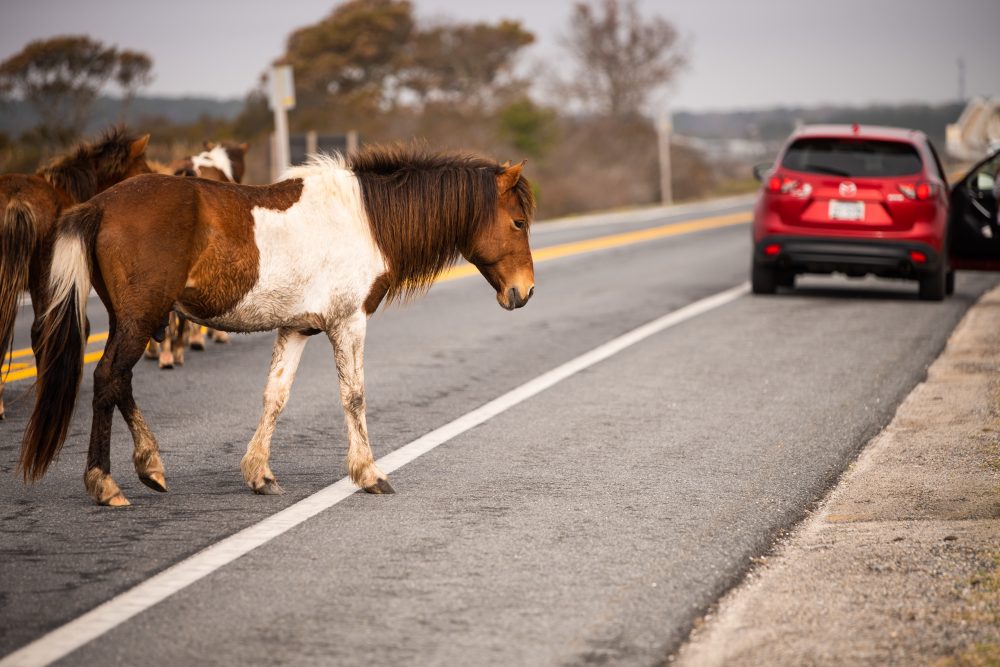 Horses on Road